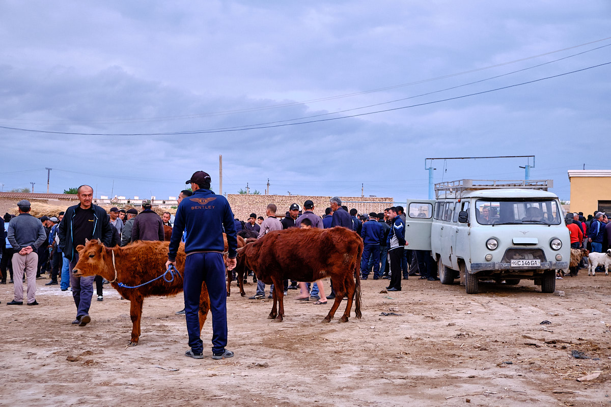 Viehmarkt in Khiva